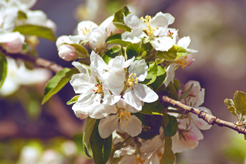Blossoming apple