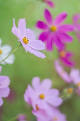 Fototapeta premium Розовая космея