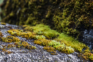 Moss and Lichen Closeup