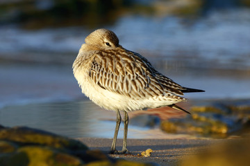 Bar-tailed Godwit (Limosa lapponica)