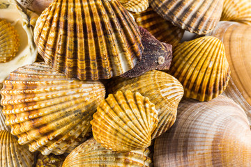 seashells collection isolated, Seashell background