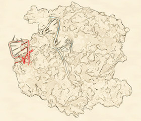 CRISPR-CAS9 gene editing complex from Streptococcus pyogenes.