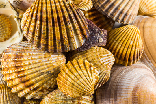 seashells collection isolated, Seashell background