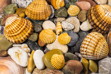 seashells and stones isolated on white background