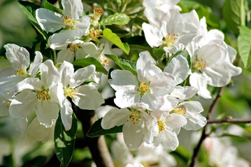 Flowering apple
