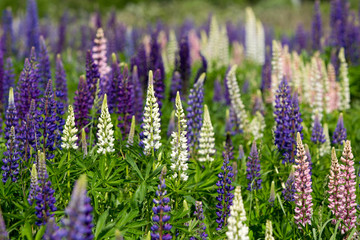 Pink, violet, lilac, blue and white Lupine