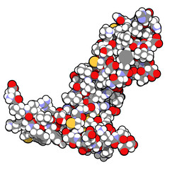 Vascular endothelial growth factor A (VEGF A) protein molecule.