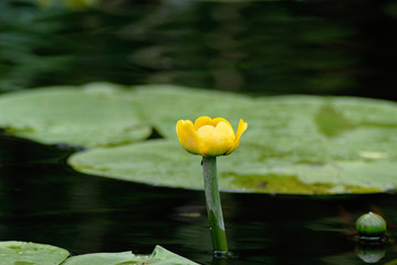 Nuphar lutea. Yellow water-lily