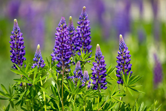 Violet lupines