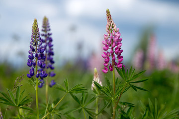 Pink and violet Lupines