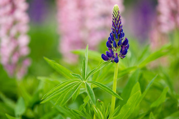 Violet lupine against the pink
