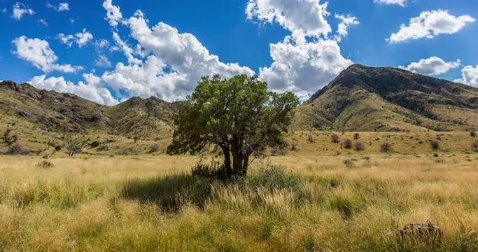 Close Up Tree in Field with Mountains Time Lapse. a close up  time lapse of a single tree in a field with a mountain range in the background. Clouds fly over the mountains. 
