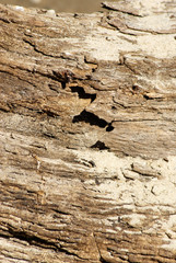 Texture of an old tree
