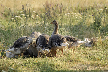 Geese feeding. Poultry are. Gaggle