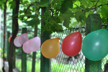 Birthday balloons hanging on chain link fence