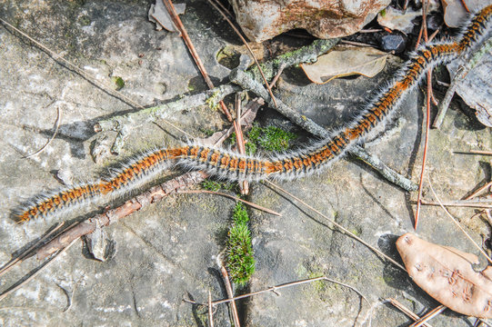 Pine processionary caterpillars (thaumetopoea pityocampa), Catalonia, Spain