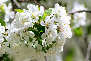 Cherry blossoms
