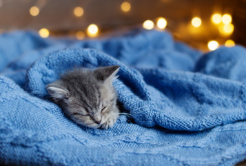 little kitten sleeping under a blanket