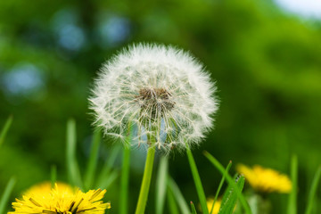 Pusteblume