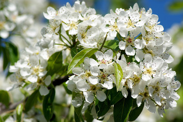 Flowering Pear