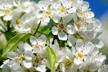 Blossoming Pear