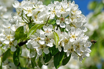 Flowering Pear. Bee pollinates flower