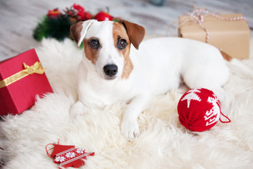Dog at christmas decoration
