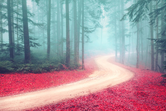 Fototapeta Autumn foggy mysterious forest with road. Beautiful colorful leaves on the forest road.