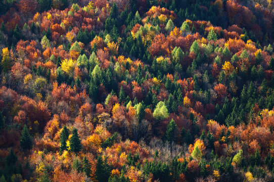 Aerial view of autumn trees in forest, Salzburg, Austria