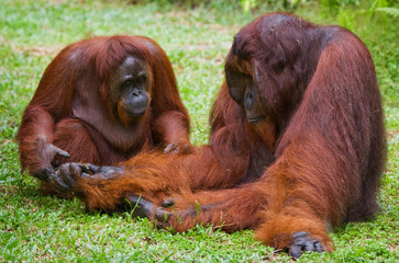 Obraz premium Orangutans are sitting on the ground. Indonesia. The island of Kalimantan (Borneo). An excellent illustration.