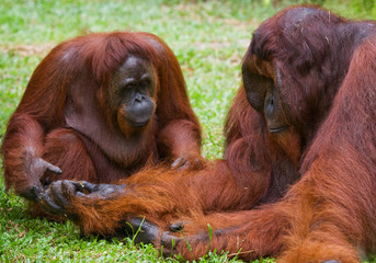 Orangutans are sitting on the ground. Indonesia. The island of Kalimantan (Borneo). An excellent illustration.