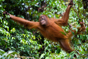 Orangutan in the wild. Indonesia. The island of Kalimantan (Borneo). An excellent illustration.
