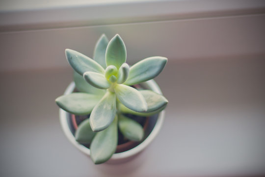 Elevated view of succulent plant on window sill