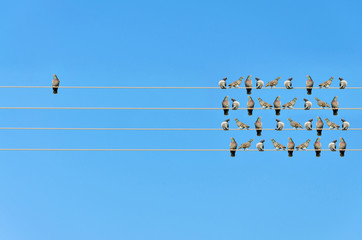 Individuality concept, birds on a wire  - obrazy, fototapety, plakaty