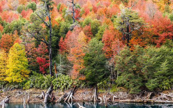 Araucaria trees in the Arcoiris lagoon, Conguillio national park, Chile