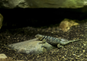 Lucertole del bioparco Roma