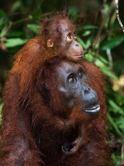 Portrait of a female orangutan with a baby in the wild. Indonesia. The island of Kalimantan (Borneo). An excellent illustration.