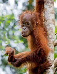 A baby orangutan in the wild. Indonesia. The island of Kalimantan (Borneo). An excellent illustration.