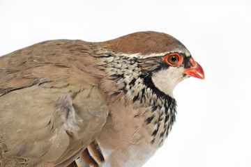 Red-legged partridge snuggled, on white background. Wildlife studio portrait.