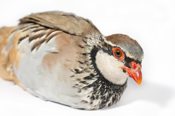 Red-legged partridge lying, on white background. Wildlife studio portrait.