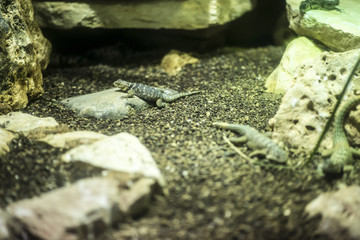 Lucertole del bioparco Roma