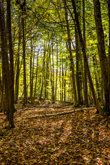 Obraz premium Trail in Autumn Forest Landscape