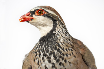 Portrait of red-legged partridge, on white background. Wildlife studio portrait.