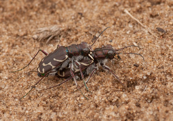 Mating Oblique-lined Tiger Beetles