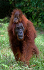 The female of the orangutan with a baby on ground. Indonesia. The island of Kalimantan (Borneo). An excellent illustration.