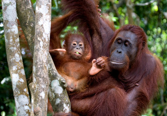 Female orangutan with a baby in the wild. Indonesia. The island of Kalimantan (Borneo). An excellent illustration.