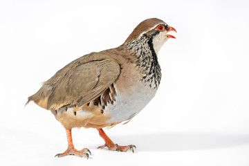 Red-legged partridge on a white background. Wildlife studio portrait.