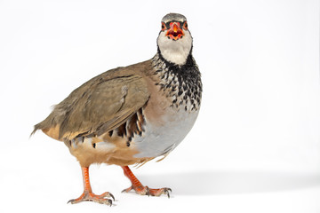 Red-legged partridge on white background, looking to camera. Wildlife studio portrait.