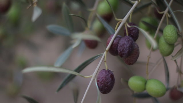 Olive Branches With Olives On The Field. Olive Trees