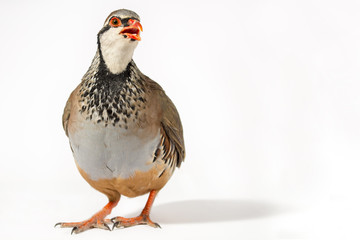 Wildlife studio portrait: Red-legged partridge on white background, with blank space at right.